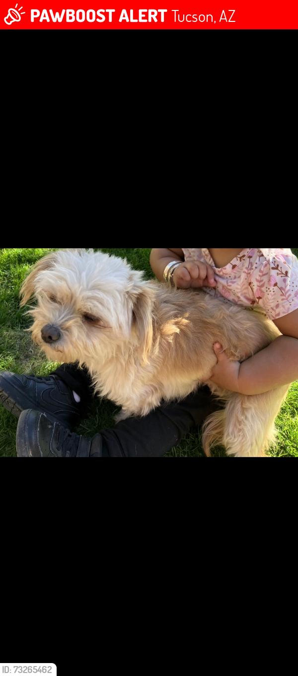 Lost Female Dog last seen Goshawk drive, Tucson, AZ 85756