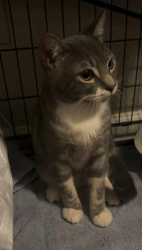 Found/Stray Male Cat last seen Normandy and Danridge in Princeton Park in Rowlett.., Rowlett, TX 75089