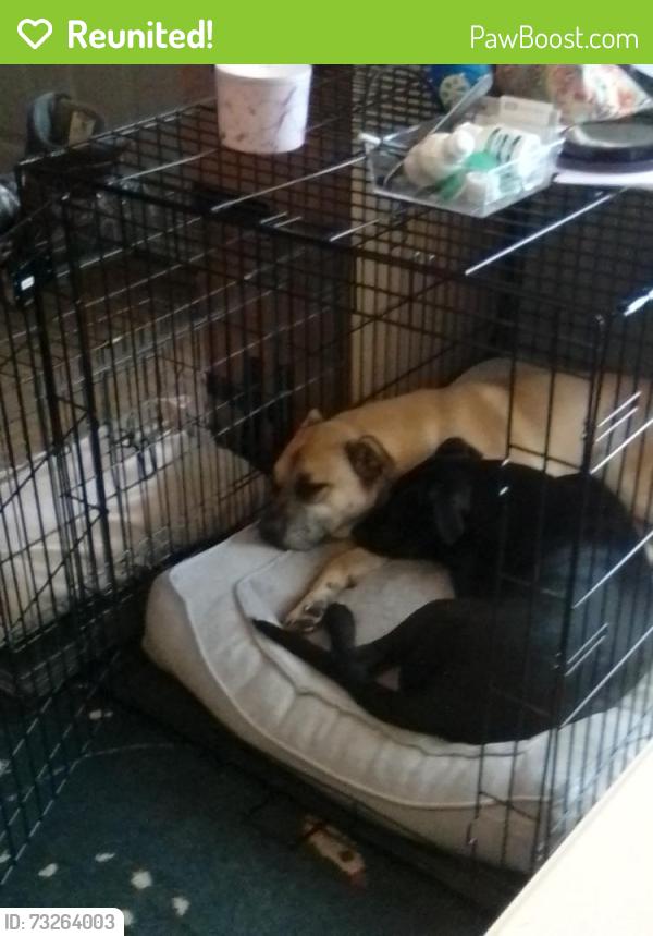 Reunited Male Dog last seen Oravetz road, Auburn, WA 98002
