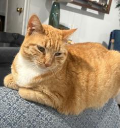 Lost Female Cat last seen Old Court Rd, Woodstock, MD 21163