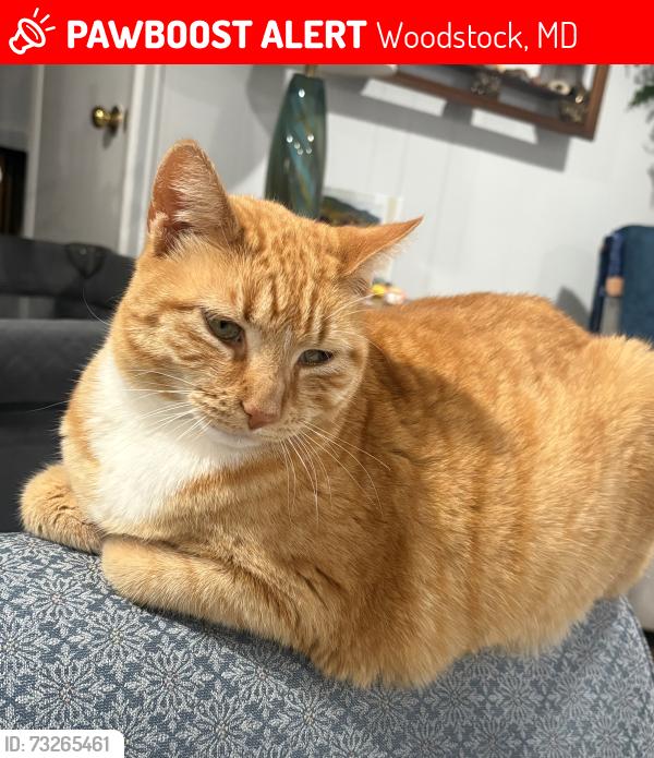 Lost Female Cat last seen Old Court Rd, Woodstock, MD 21163