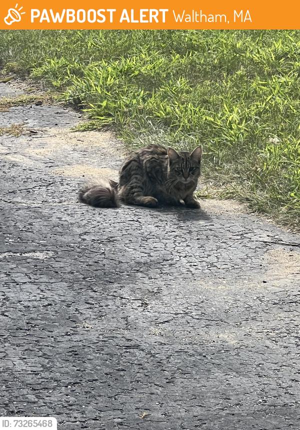 Found/Stray Unknown Cat last seen Fitzgerald school, Waltham, MA 02453