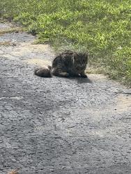 Found/Stray Unknown Cat last seen Fitzgerald school, Waltham, MA 02453