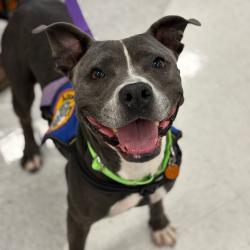 Shelter Stray Female Dog last seen , 328 Furman Hall Rd, Greenville, SC 29609, USA