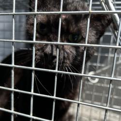 Shelter Stray Unknown Cat last seen , 980 Guilford College Rd, Greensboro, NC 27409, USA