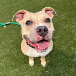 Shelter Stray Female Dog last seen , Animal Care & Control Team of Philly, 111 W Hunting Park Ave, Philadelphia, PA 19140, USA