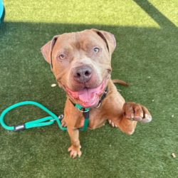 Shelter Stray Male Dog last seen , Animal Care & Control Team of Philly, 111 W Hunting Park Ave, Philadelphia, PA 19140, USA