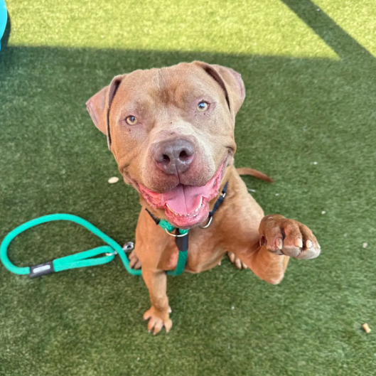 Shelter Stray Male Dog last seen , Animal Care & Control Team of Philly, 111 W Hunting Park Ave, Philadelphia, PA 19140, USA
