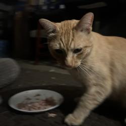 Shelter Stray Unknown Cat last seen , 2608 Center St, Tacoma, WA 98409, USA