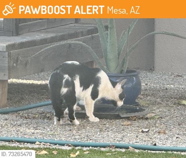Found/Stray Unknown Cat last seen Meridian/Ray, Mesa, AZ 85212
