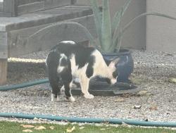 Found/Stray Unknown Cat last seen Meridian/Ray, Mesa, AZ 85212