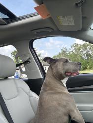 Reunited Male Dog last seen Moore rd and wind ave, Lakeland, FL 33809