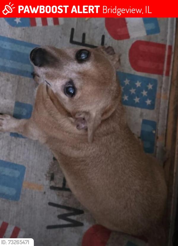 Lost Male Dog last seen Rosebud Trailer Park, Bridgeview, IL 60455