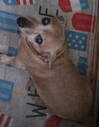 Lost Male Dog last seen Rosebud Trailer Park, Bridgeview, IL 60455