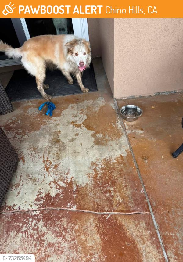 Found/Stray Unknown Dog last seen Rancho Hills & Vista Sante Fe CHINO HILLS CA, Chino Hills, CA 91709