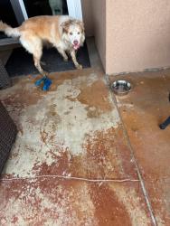 Found/Stray Unknown Dog last seen Rancho Hills & Vista Sante Fe CHINO HILLS CA, Chino Hills, CA 91709