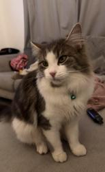 Lost Male Cat last seen Apex vets, Falkirk, Scotland FK6 6HG