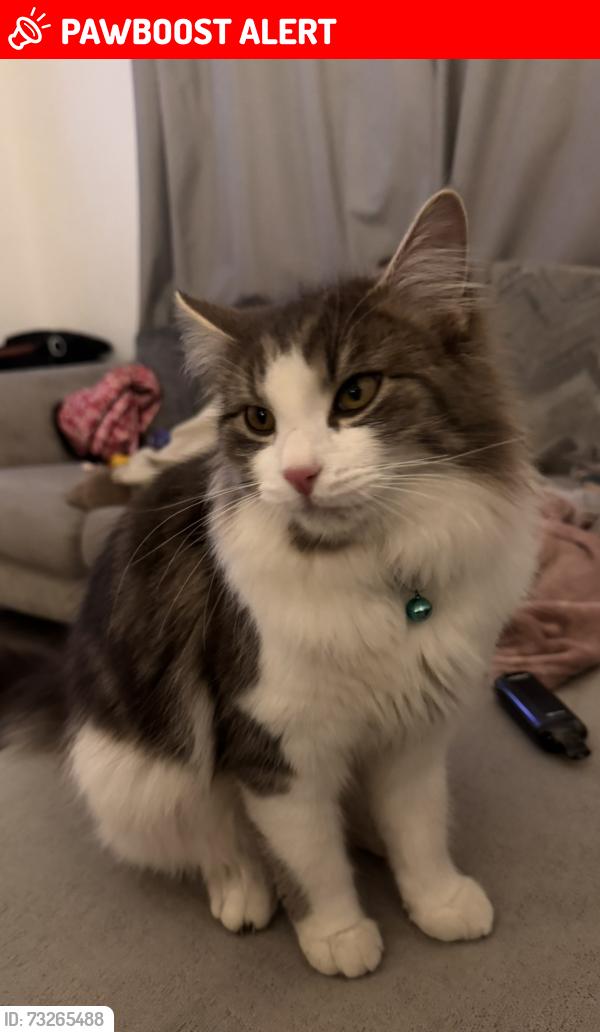 Lost Male Cat last seen Apex vets, Falkirk, Scotland FK6 6HG