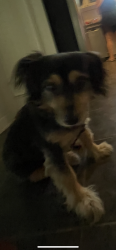 Reunited Female Dog last seen Canty/Bishop. DALLAS TX 75208, Dallas, TX 75237
