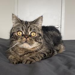 Reunited Male Cat last seen Near Glenwood, Leonia, NJ 07605