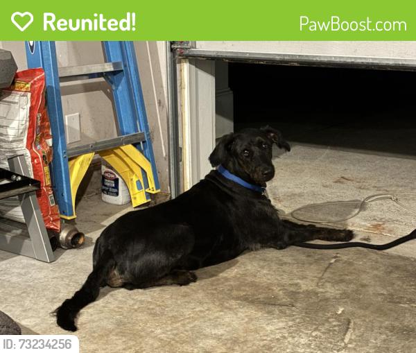 Reunited Male Dog last seen Near Bluecoat cir, Hampton, GA 30228