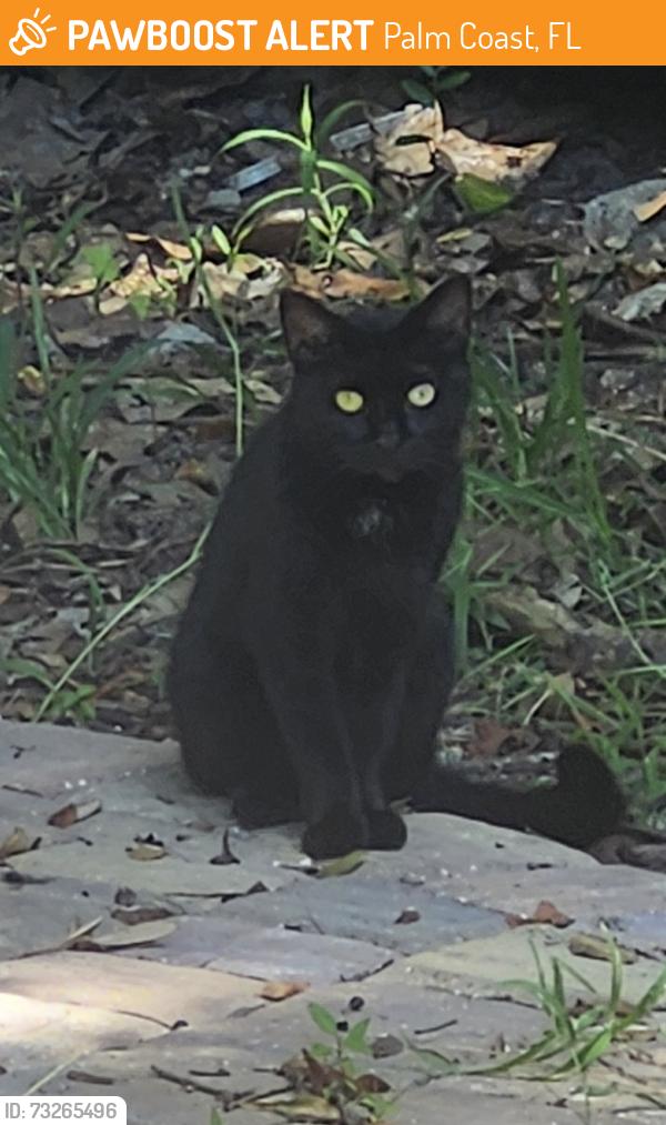 Found/Stray Unknown Cat last seen 20th Road and Sanchez near Hammock Grill, Palm Coast, FL 32164