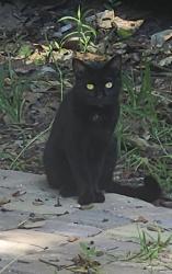 Found/Stray Unknown Cat last seen 20th Road and Sanchez near Hammock Grill, Palm Coast, FL 32164