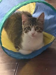 Shelter Stray Female Cat last seen Bexar County, 3353 Morningside Dr, New Braunfels, TX 78132, USA