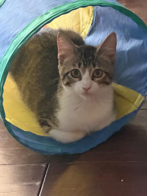 Shelter Stray Female Cat last seen Bexar County, 3353 Morningside Dr, New Braunfels, TX 78132, USA