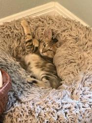 Shelter Stray Male Cat last seen Bexar County, 3353 Morningside Dr, New Braunfels, TX 78132, USA