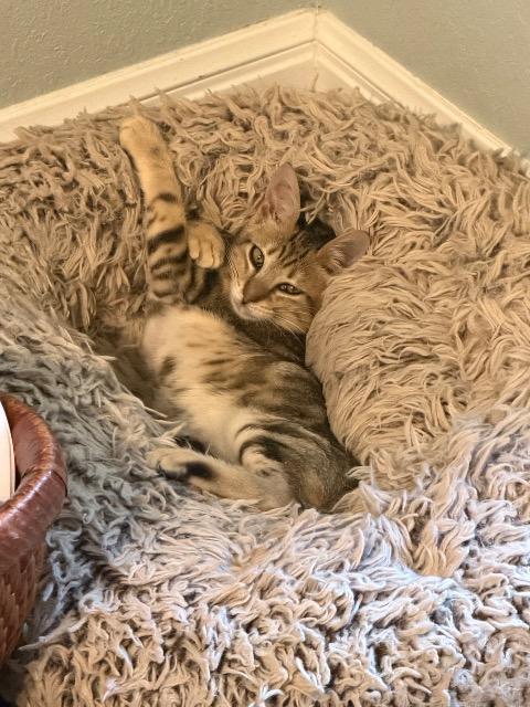 Shelter Stray Male Cat last seen Bexar County, 3353 Morningside Dr, New Braunfels, TX 78132, USA