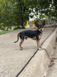 Found/Stray Male Dog last seen Walmart plank road, Fredericksburg, VA 22401