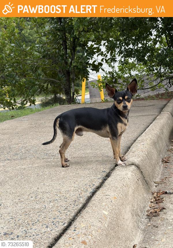 Found/Stray Male Dog last seen Walmart plank road, Fredericksburg, VA 22401