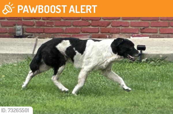 Found/Stray Unknown Dog last seen Residential neighborhood around Firwood and Greenwood roads., Mentor-on-the-Lake, OH 44060