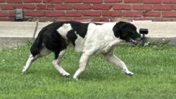 Found/Stray Unknown Dog last seen Residential neighborhood around Firwood and Greenwood roads., Mentor-on-the-Lake, OH 44060