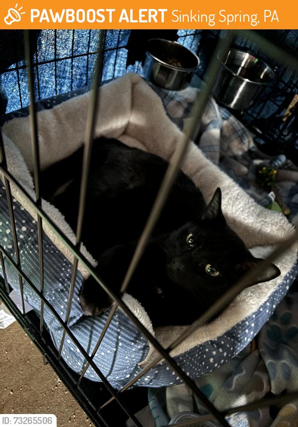 Found/Stray Female Cat last seen Berkshire apmts, Sinking Spring, PA 19608