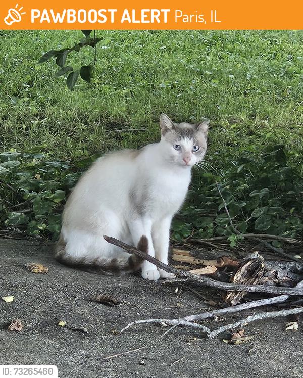 Found/Stray Unknown Cat last seen Hunter and Augustus, Paris, IL 61944