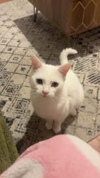 Lost Female Cat last seen Cutnook Lane, Irlam, England 