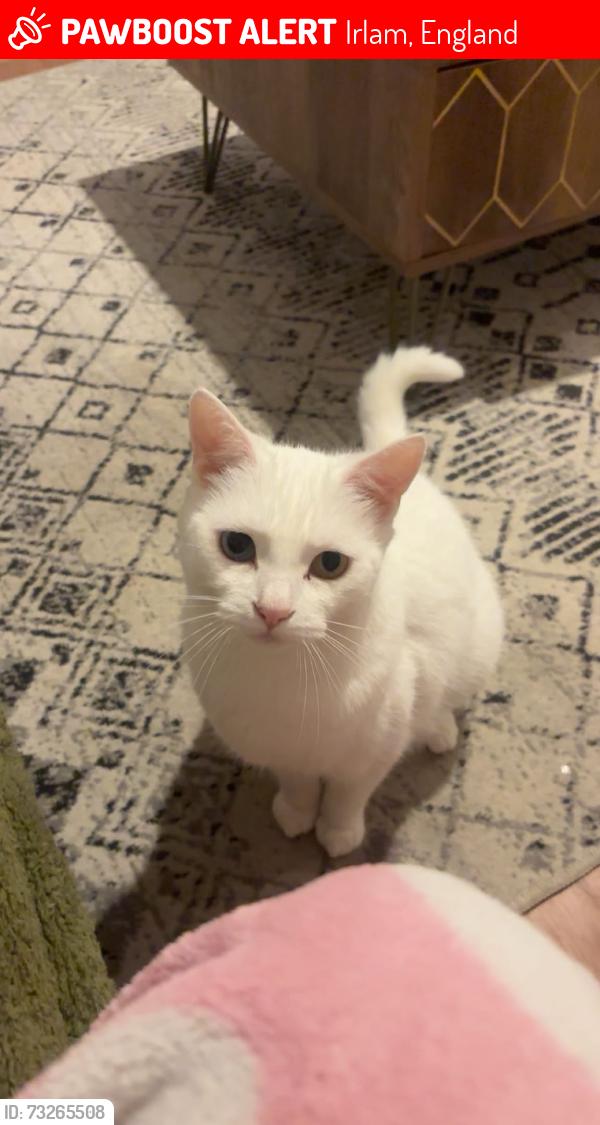 Lost Female Cat last seen Cutnook Lane, Irlam, England 