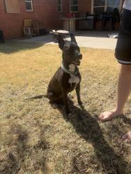 Reunited Female Dog last seen Grandview and 16th st, Odessa, TX 79761
