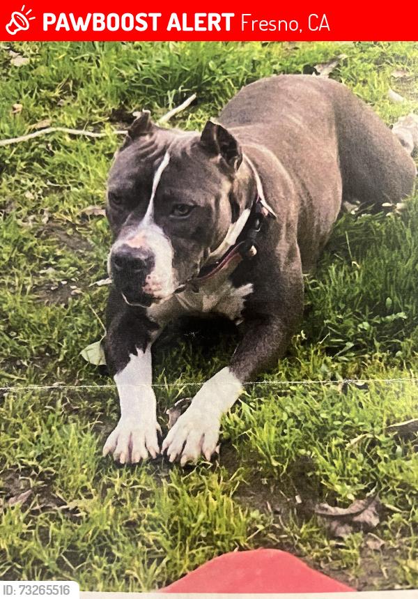 Lost Female Dog last seen 7-11 on chestnut and church, Fresno, CA 93725