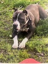 Lost Female Dog last seen 7-11 on chestnut and church, Fresno, CA 93725