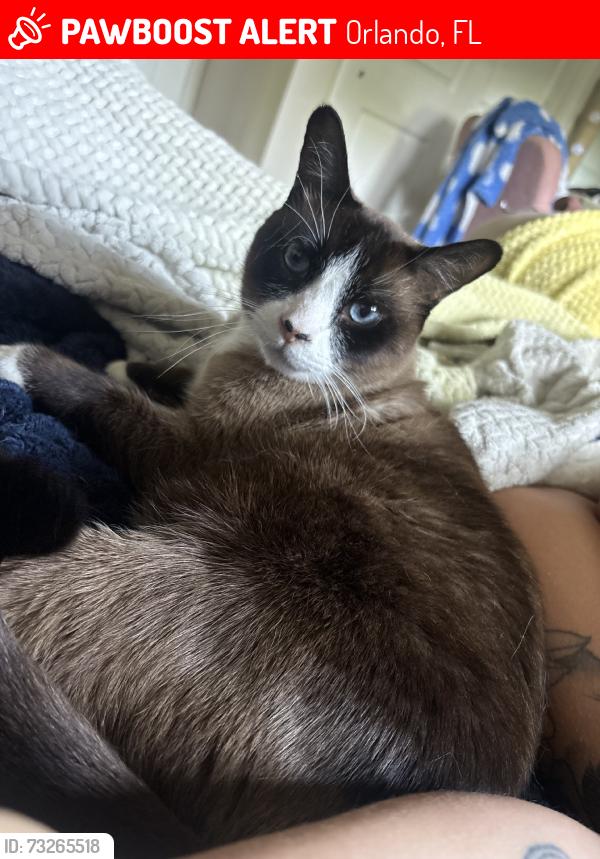 Lost Male Cat last seen Semonran and curry ford, Orlando, FL 32822