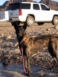 Lost Female Dog last seen State streets: Mohave Ave, Las Vegas, NV 89104
