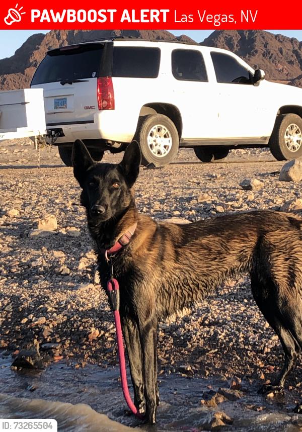 Lost Female Dog last seen State streets: Mohave Ave, Las Vegas, NV 89104