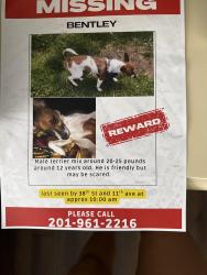 Lost Male Dog last seen 38th street and 11th Ave. east side park area, Paterson, NJ 07514