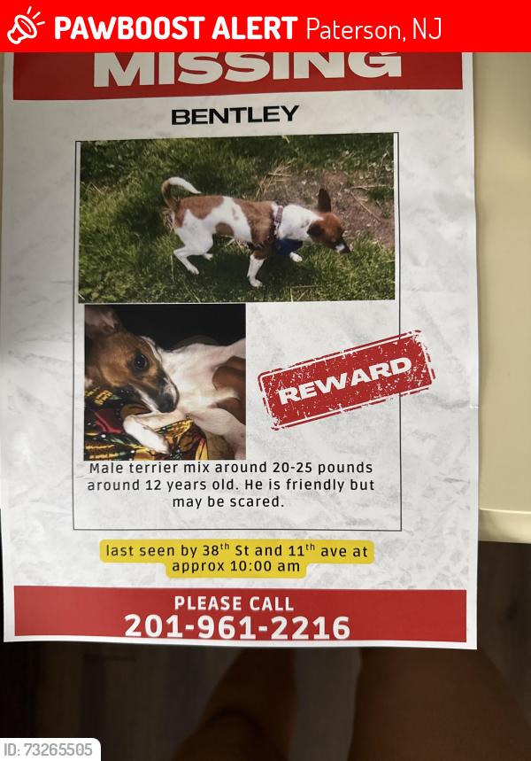 Lost Male Dog last seen 38th street and 11th Ave. east side park area, Paterson, NJ 07514