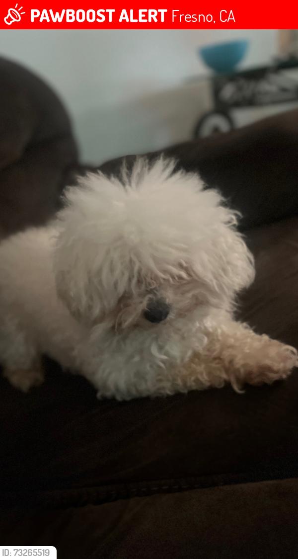 Lost Male Dog last seen Cornelia and ashlan, Fresno, CA 93722