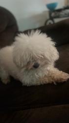 Lost Male Dog last seen Cornelia and ashlan, Fresno, CA 93722