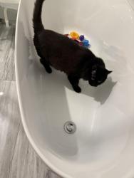 Reunited Female Cat last seen Av Ernest-Rochette, La Prairie, QC 